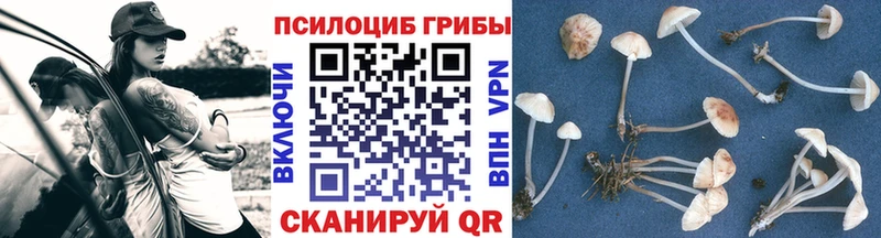 Псилоцибиновые грибы Psilocybe  Ленинградская 